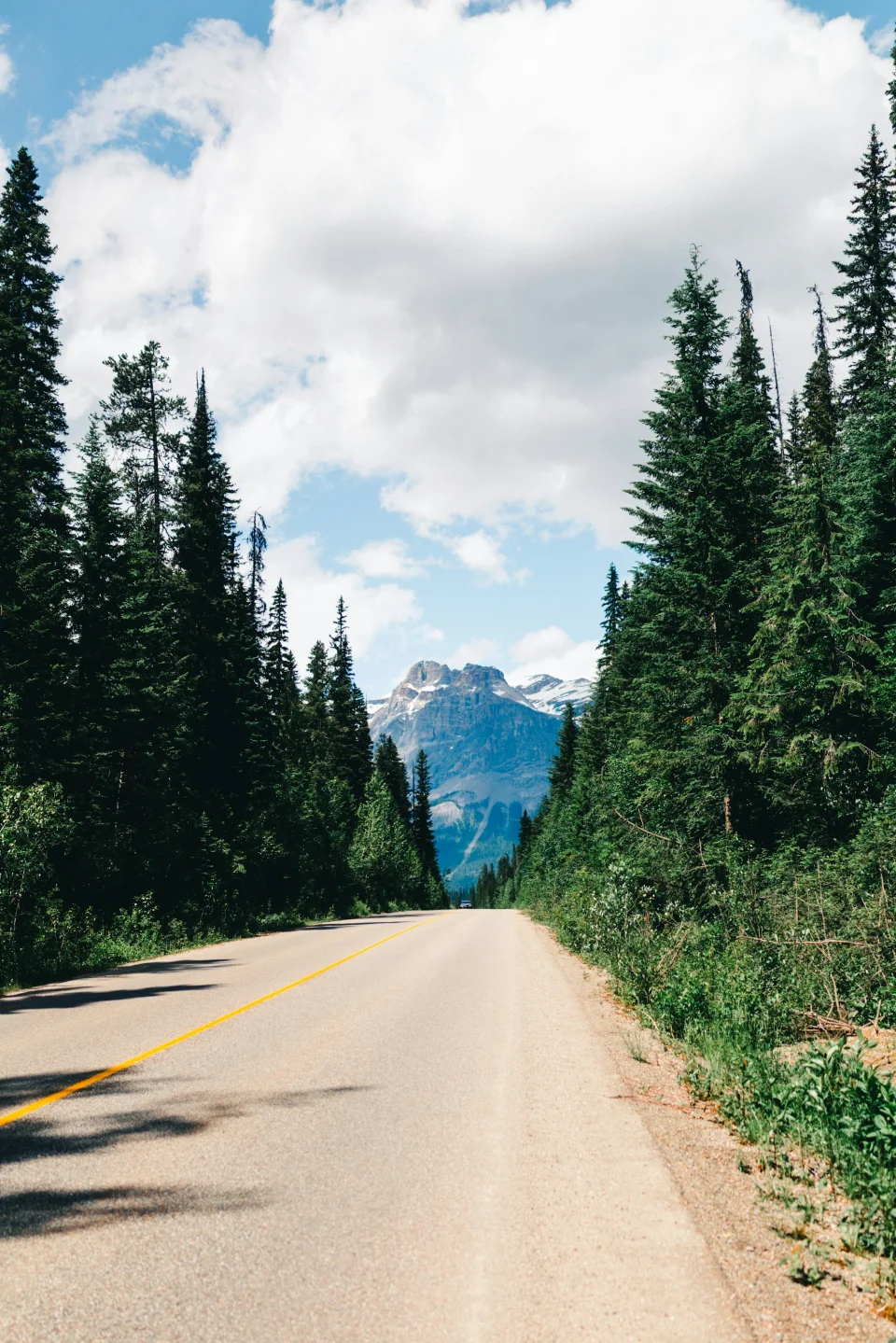 A mountain road running through pine forest in Canada